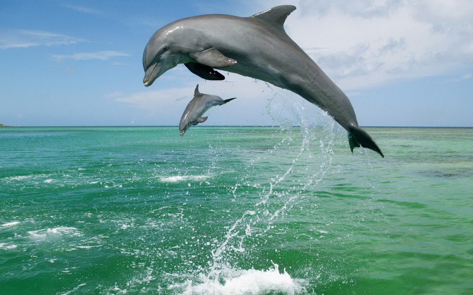 可爱海豚海面飞跃图片大全