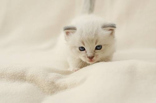 雪白猫咪纯洁可爱唯美图