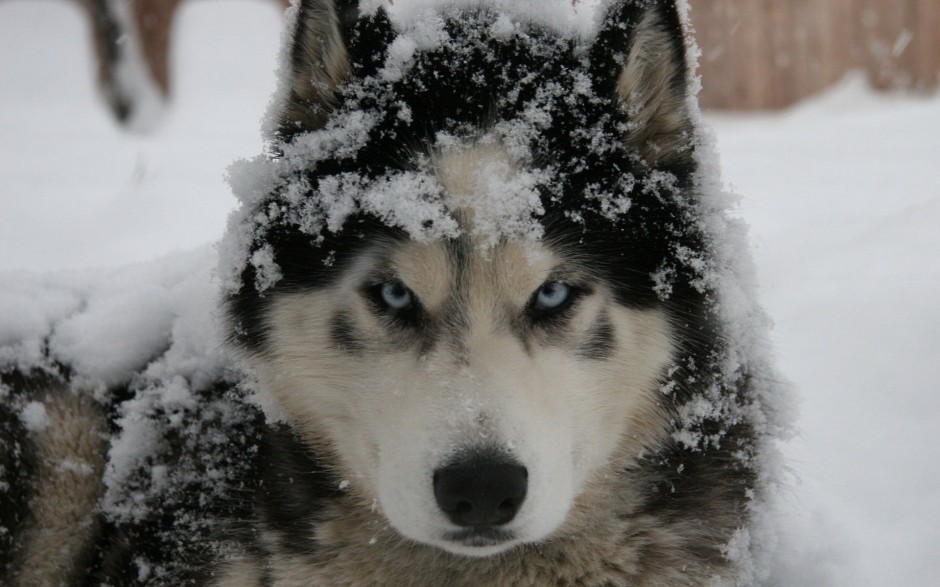 乖巧听话的巨型雪橇犬图片