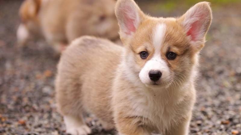 小短腿汪星人威尔士柯基犬壁纸