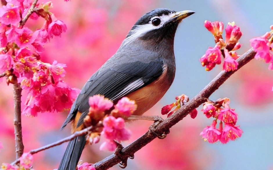漂亮的小型鸟类春天花园可爱写真