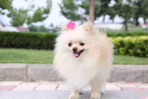 可爱小博美犬汪星人卖萌图片