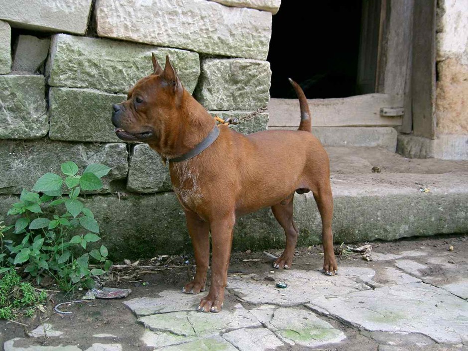 棕色的小川东猎犬图片