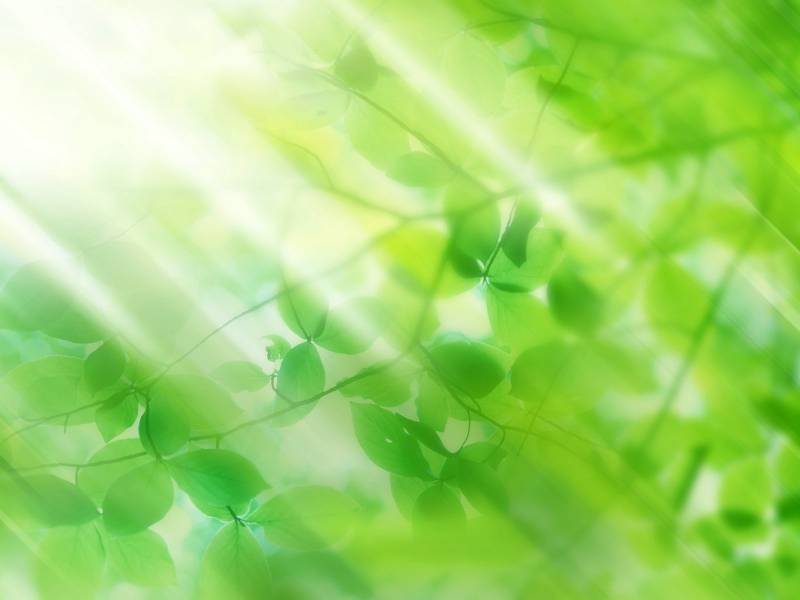 生机勃勃大自然绿叶精美壁纸