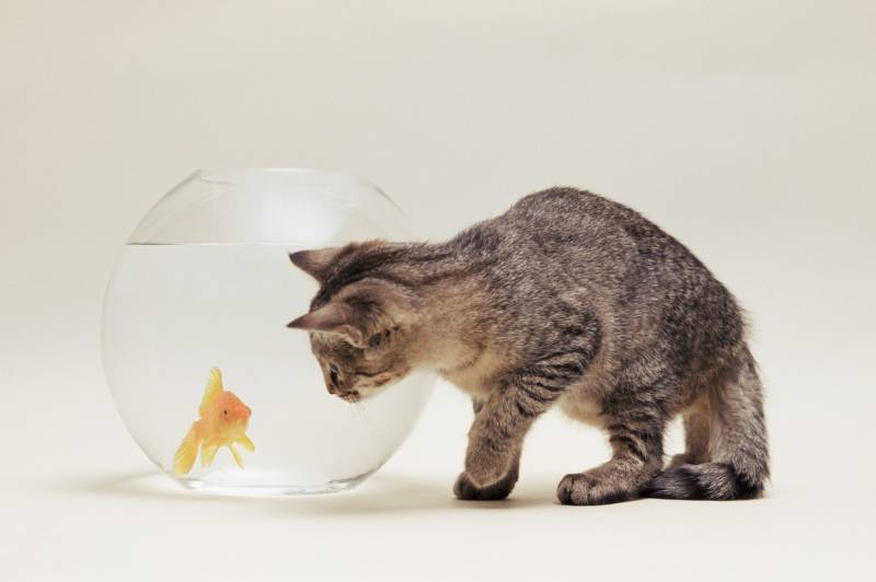 小猫咪与鱼写真桌面高清壁纸