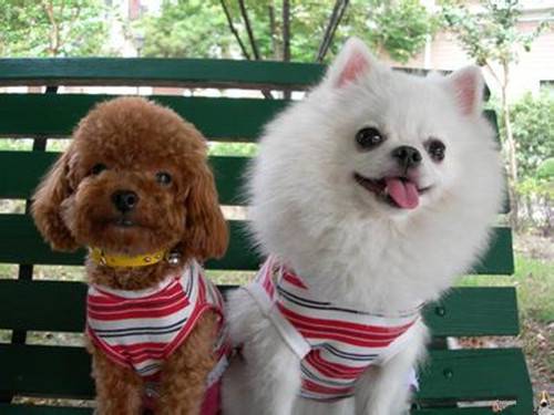 可爱小博美犬汪星人卖萌图片