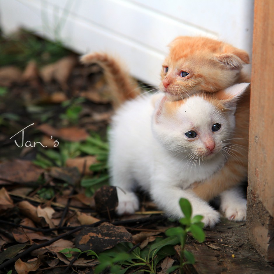 抱在一起的中华田园猫幼崽图片