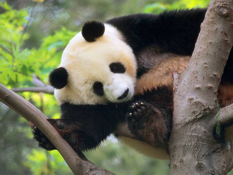 长颈鹿熊猫野生动物图片合集