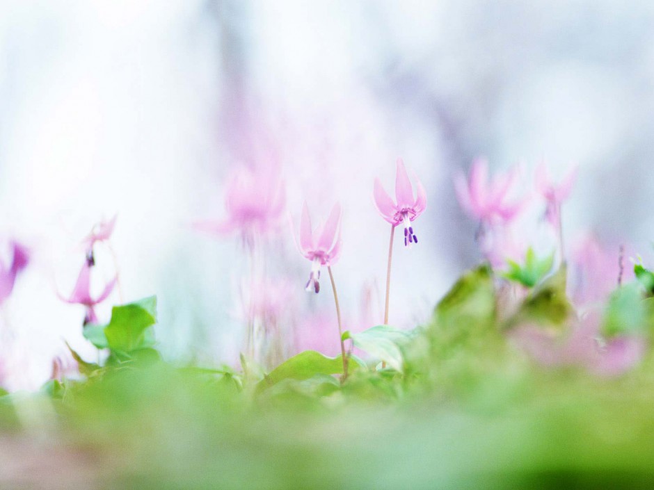 田园鲜花美景风光图片壁纸