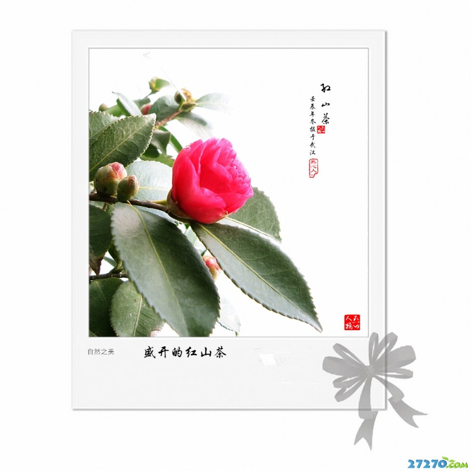 盛开红红的山茶花