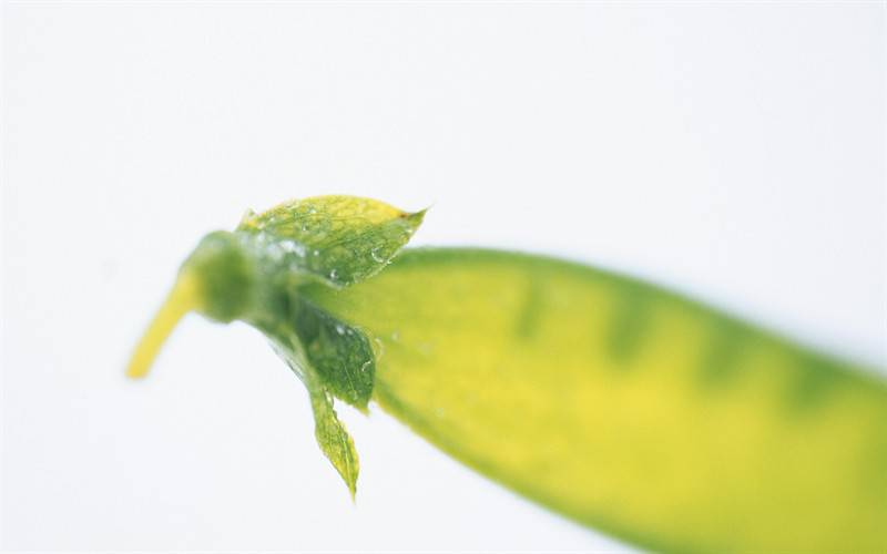 精美水果蔬菜唯美高清图片