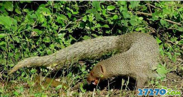 实拍动物们互相残忍场面