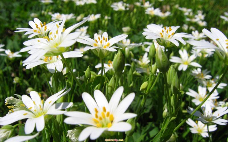 唯美春天迷人花卉高清壁纸