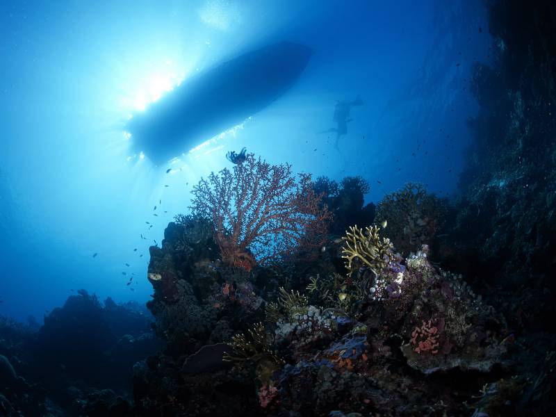 美丽的海底世界超清晰图片