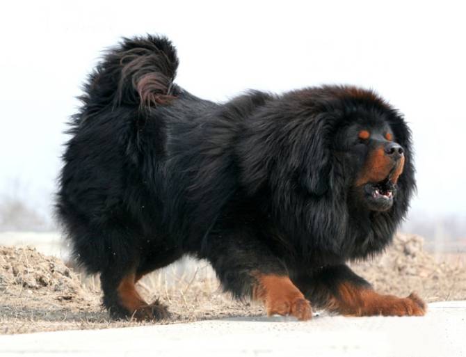 狮系藏獒犬霸气姿态图片