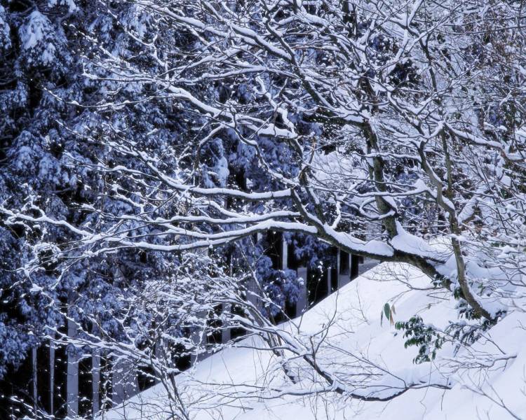 雪花在树木上飞舞桌面高清壁纸