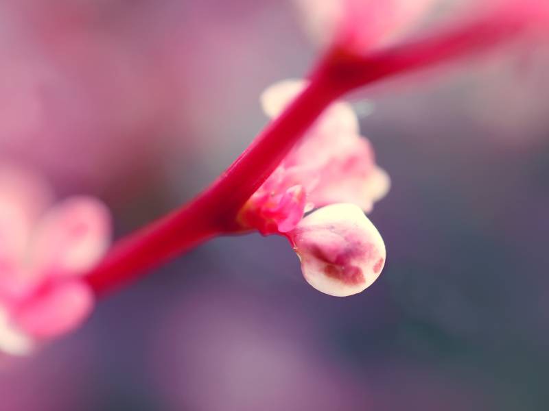 花红柳绿植物高清壁纸