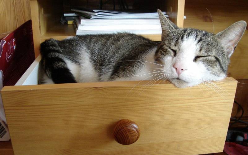 灵活乖巧的猫咪高清桌面壁纸