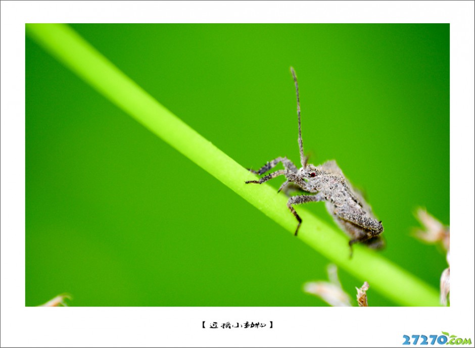虫虫小动物写生