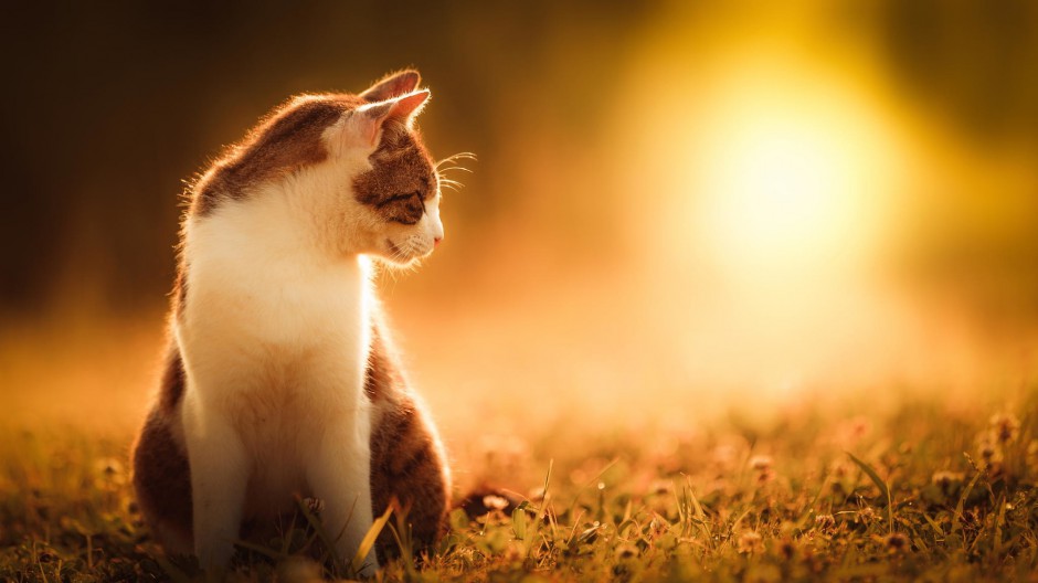 顽皮搞怪的小猫咪可爱壁纸图片