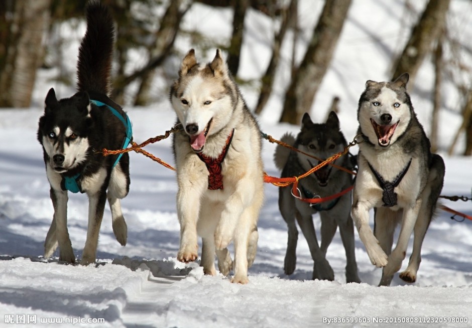 雪地里的阿拉斯加雪橇犬图片