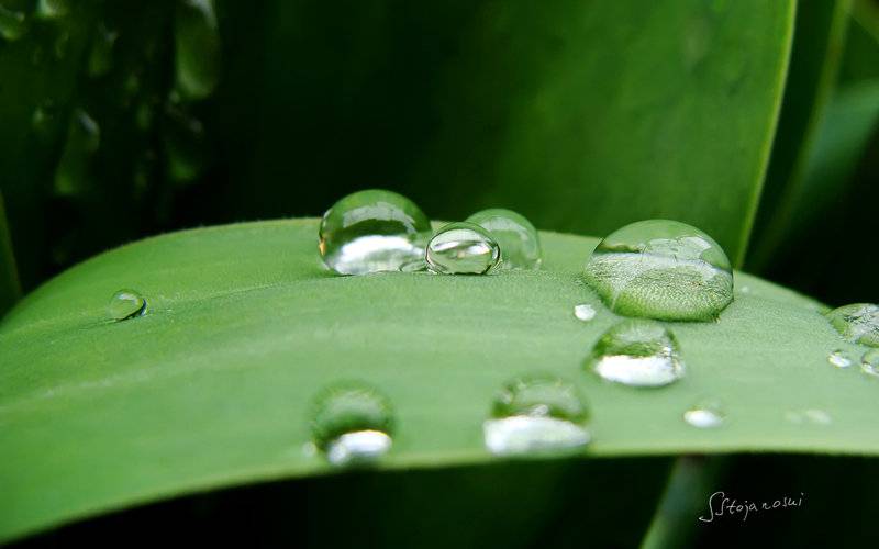 绿绿植物叶子上的雨滴与露珠