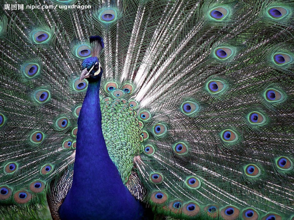 漂亮精致的蓝孔雀图片