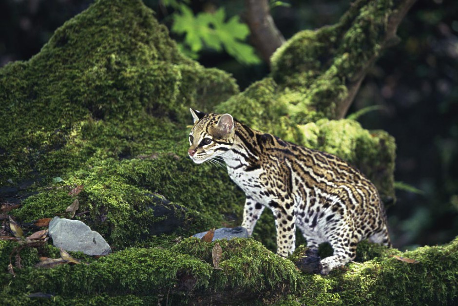 国家保护动物中华豹猫图片