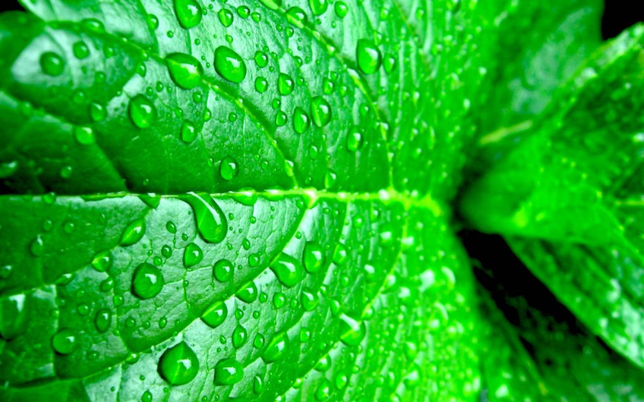 下雨天绿色养眼风景壁纸