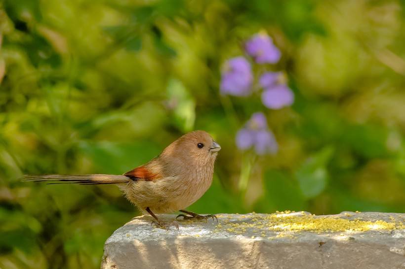 小巧迷人的小翠鸟图片