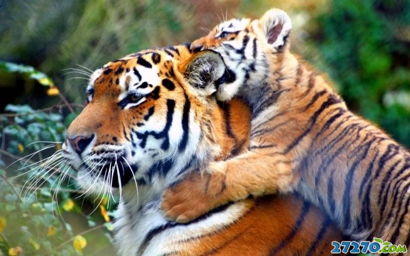 森林特写：孟加拉虎