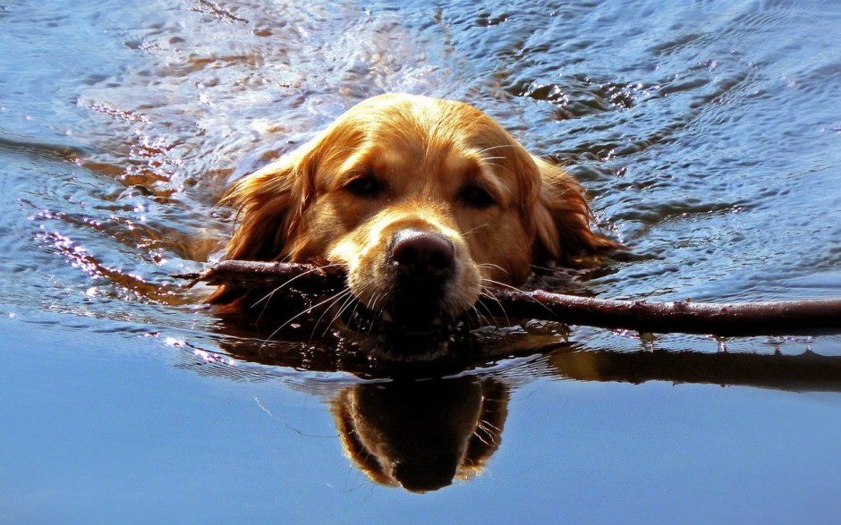 纯种金毛寻回犬狗狗游泳图片