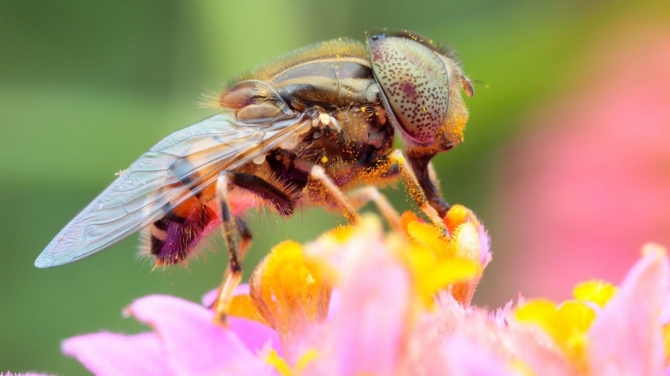 勤劳的小蜜蜂微距摄影图片