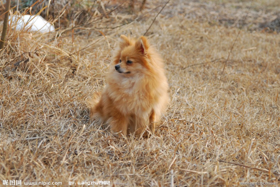 棕色狐狸犬自信优雅图片