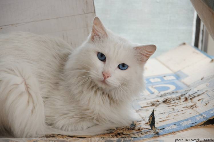 长毛蓝眼白猫图片萌死人