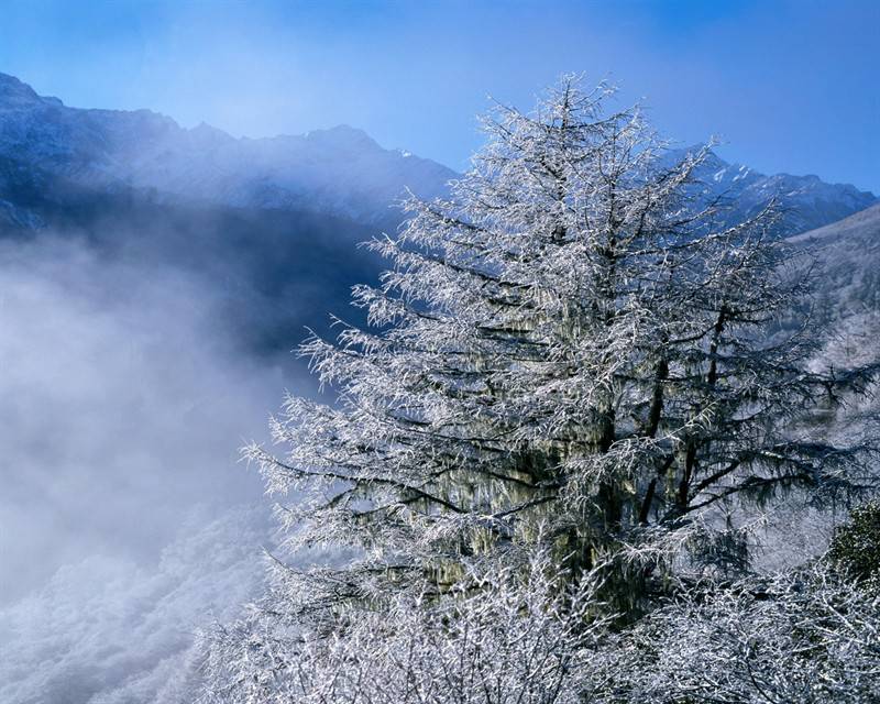 冰雪覆盖的高山树木图片
