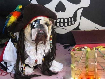 狗狗爆笑头像之加勒比“海盗”
