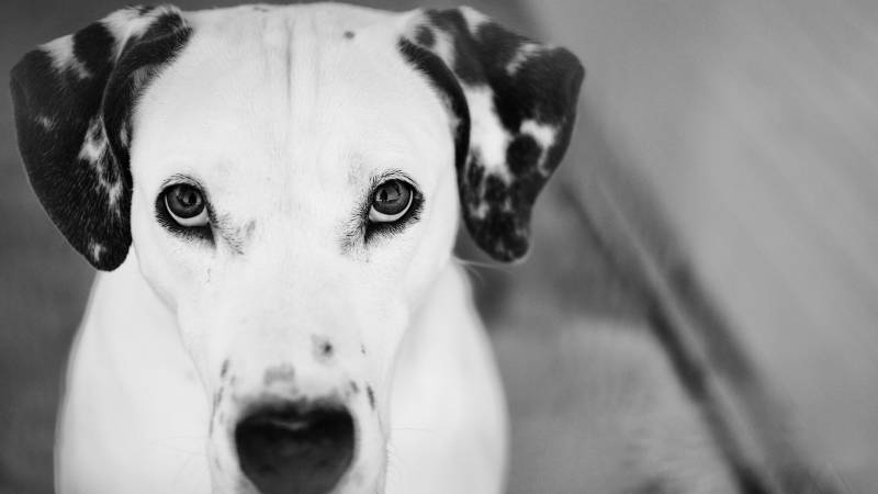 呆萌的斑点狗高清组图