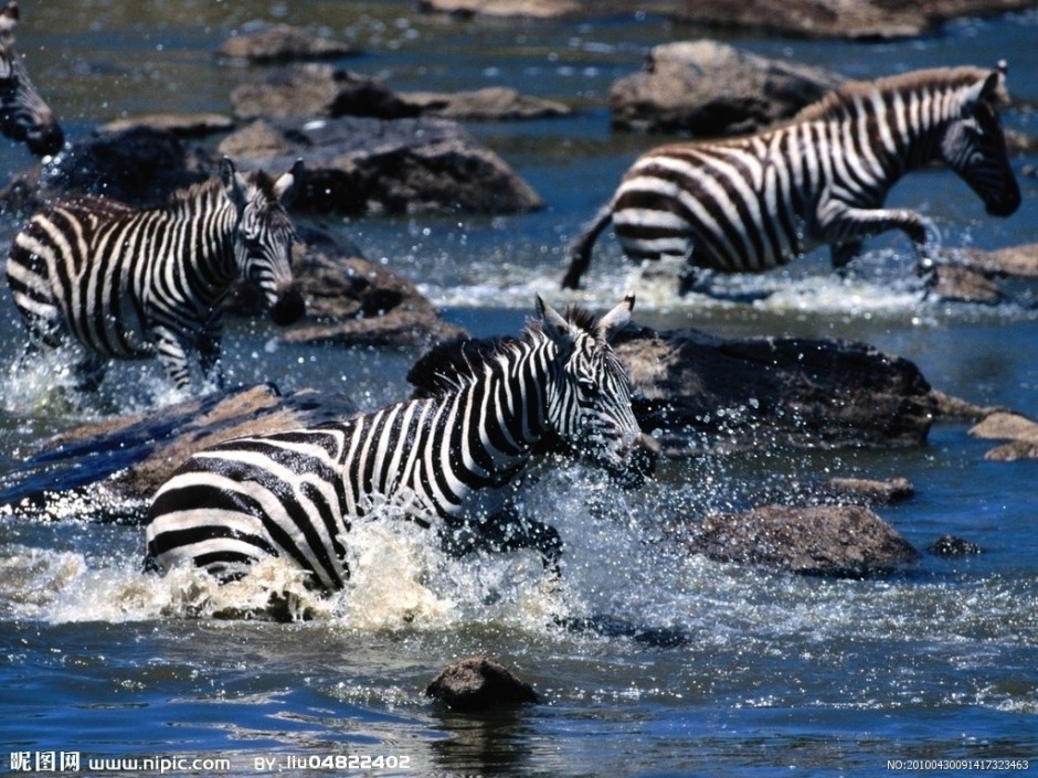自由奔跑的非洲斑马图片