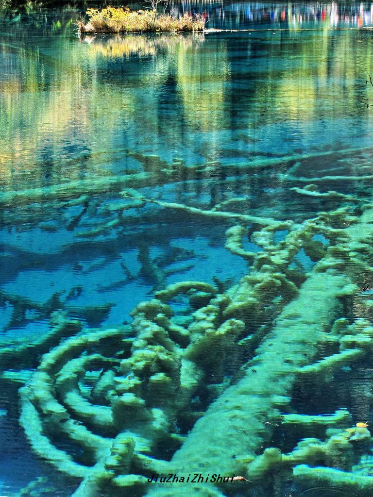 梦幻九寨沟水中森林