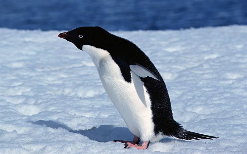 高清南极企鹅动物图片