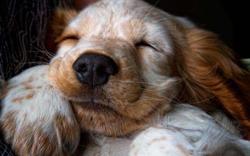 在睡梦中的超萌可爱狗狗图片