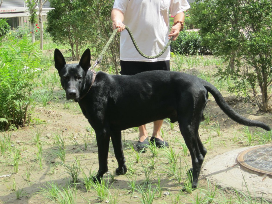健壮高大的中华黑狼犬图片