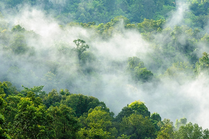 云雾缭绕的清晨绿色树林风景图片