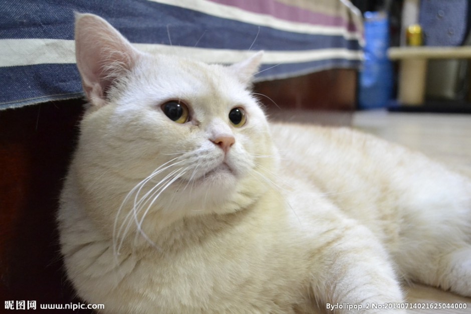 白英短猫图片坐姿慵懒散漫