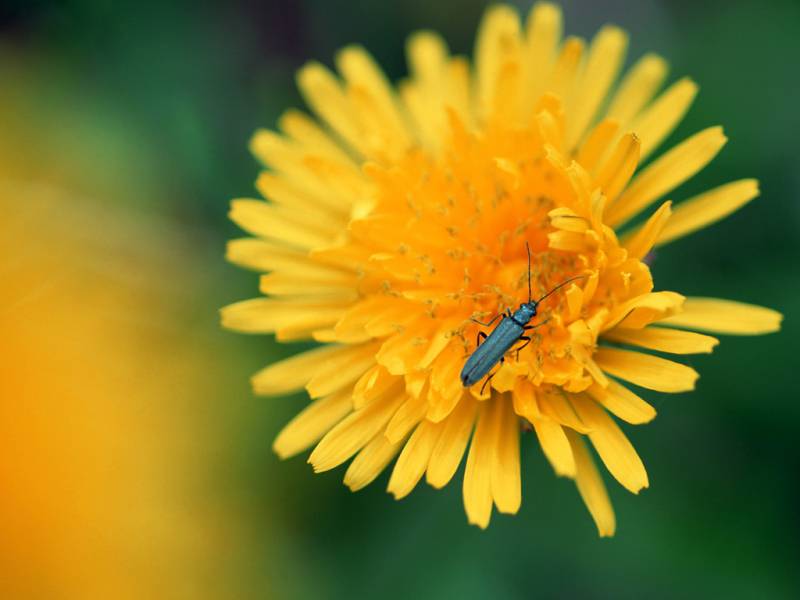 植物花卉上的小昆虫特写高清图片