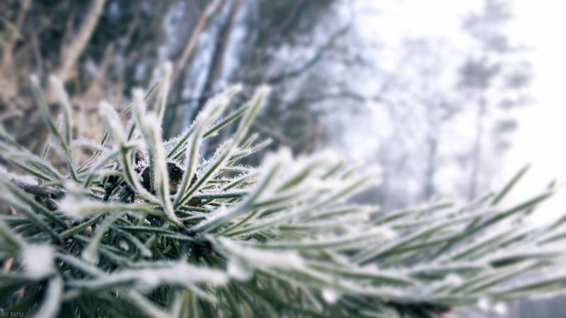 2015冬日圣诞雪景摄影图片