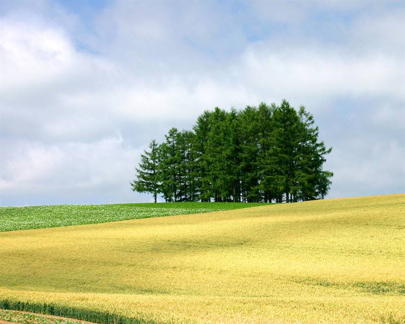 蔚蓝天空青葱平原护眼风景图片