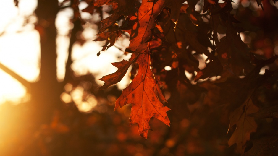 超好看的秋天枫叶风景图片
