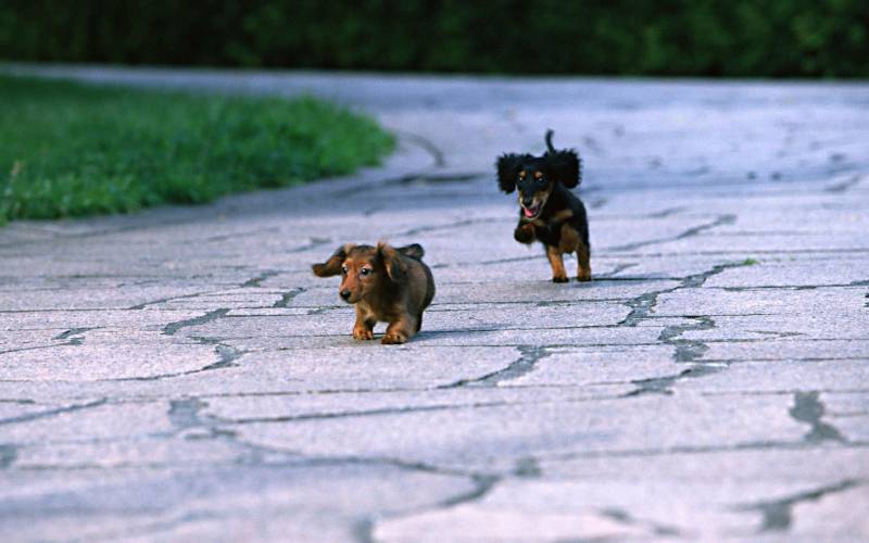 毛茸茸的小狗玩耍高清壁纸
